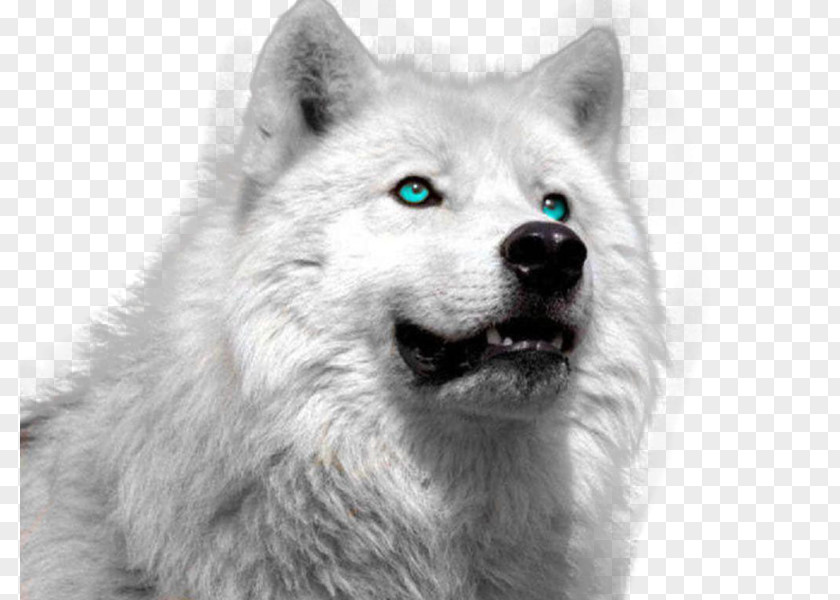 Puppy Arctic Wolf Siberian Husky Tundra Animal PNG