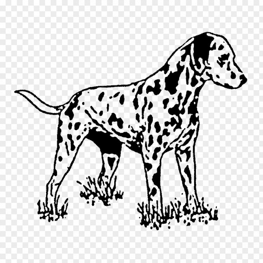 Rubber Stamp Dalmatian Dog Postage Stamps Plastic PNG