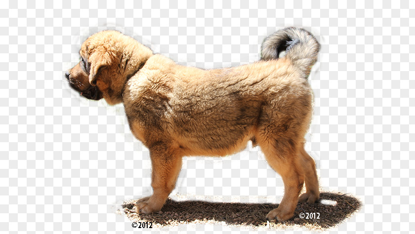 Tibetan Mastiff Dog Breed Leonberger Puppy English PNG