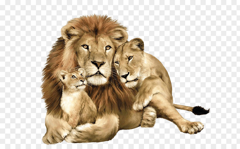 Lion Image Download Picture Lions Leopard Tiger Felidae PNG