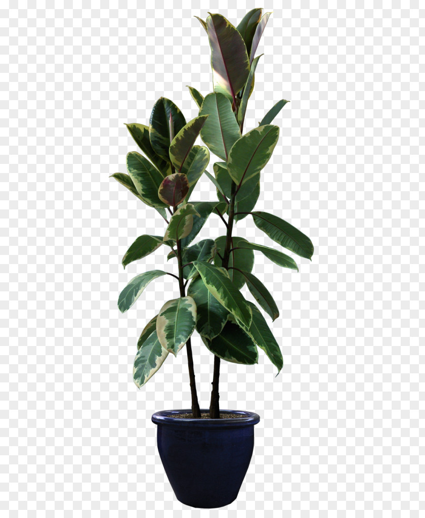 Plant Rubber Fig Houseplant Flowerpot PNG