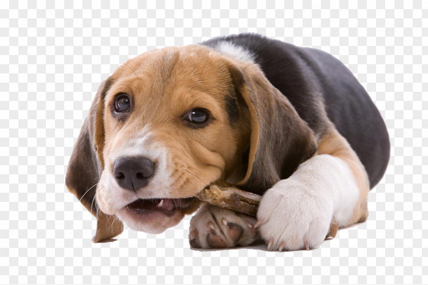 Dog Gnawing On A Bone Puppy Cat Chewing Chew Toy PNG