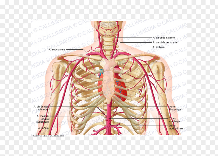 Renal Artery Supratrochlear Head And Neck Anatomy External Carotid PNG