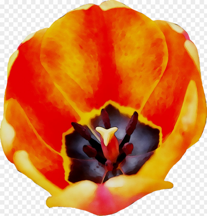 Tulip Close-up Orange S.A. PNG