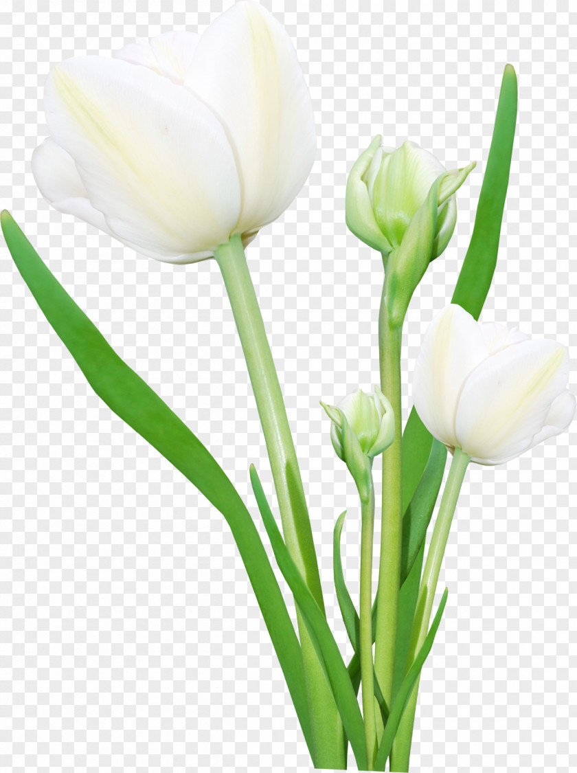 Tulip Flower Bouquet Digital Image Display Resolution PNG