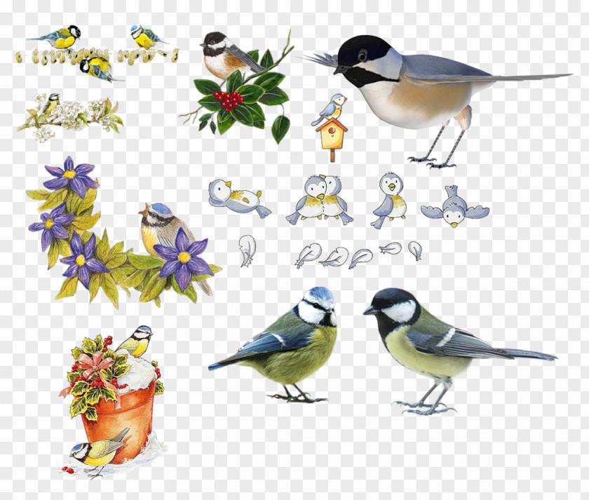 Bird Collection Creative Parus Clip Art PNG