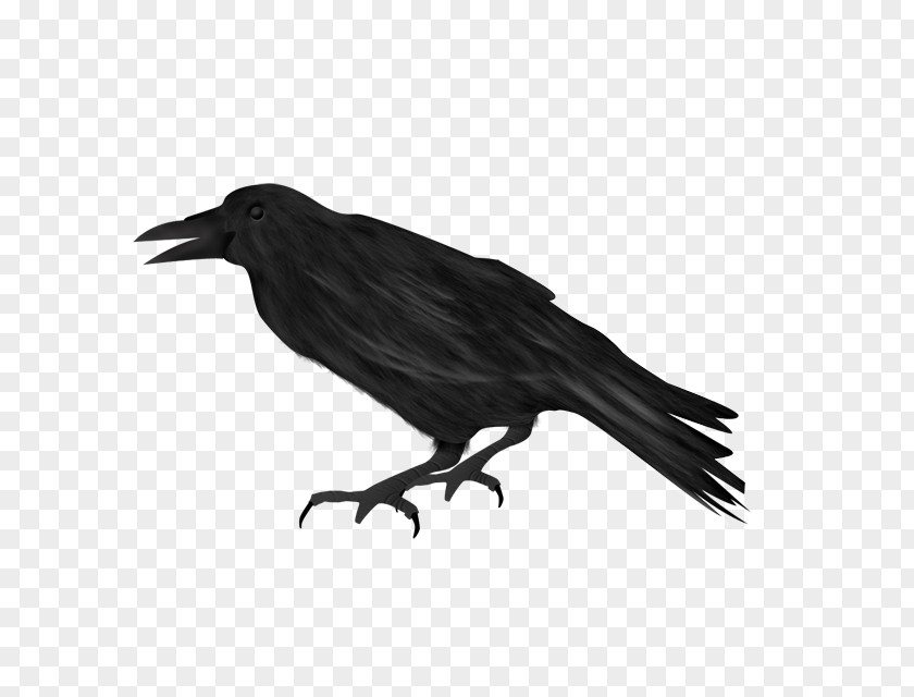 Crow American Rook New Caledonian Common Raven PNG