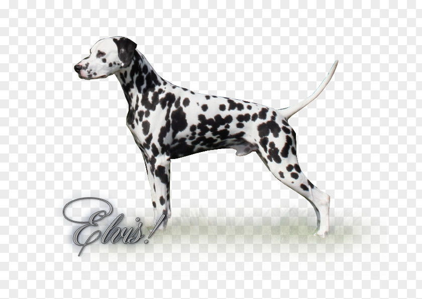 Dalmation Dalmatian Dog Breed Non-sporting Group PNG