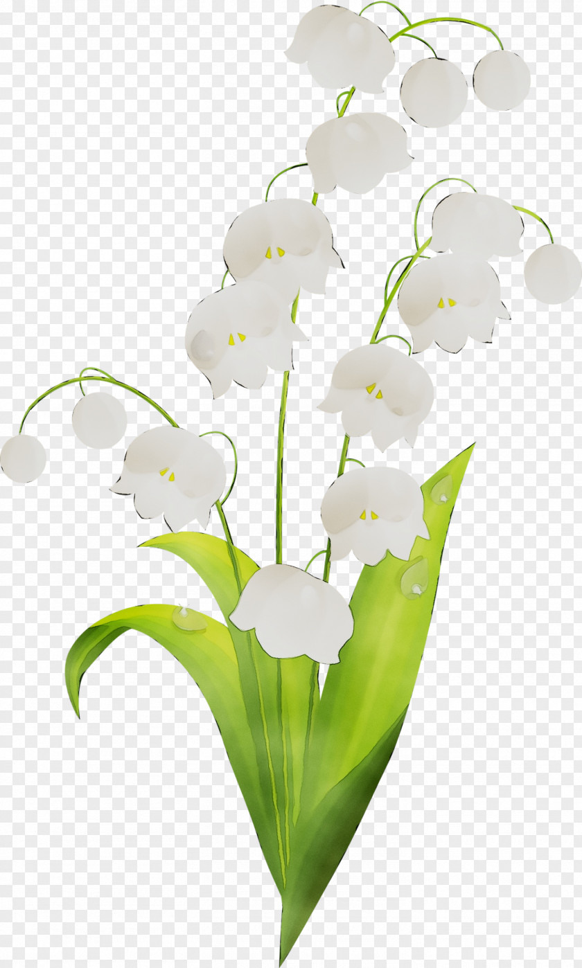 Floral Design Cut Flowers Moth Orchids Plant Stem PNG