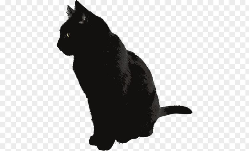 Kitten Russian Blue Black Cat PNG