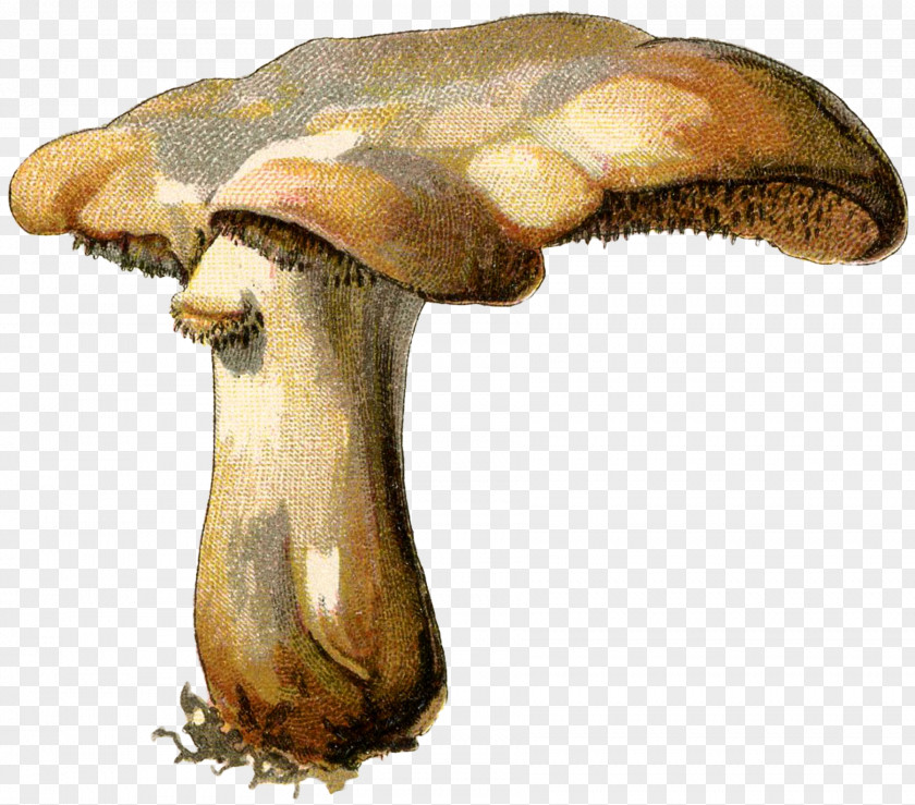 Mushrooms Mushroom Botanical Illustration Mycology Botany Fungus PNG