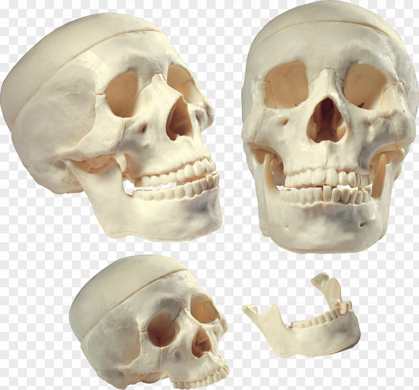 Skull Homo Sapiens Human Body Bone Tooth PNG