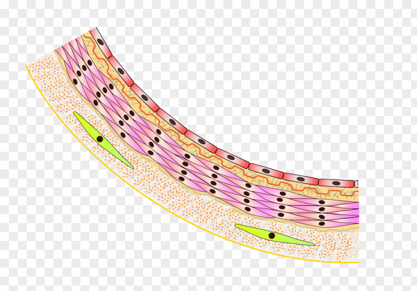 Anatomy Adventitia Serous Membrane Connective Tissue Mesothelium PNG