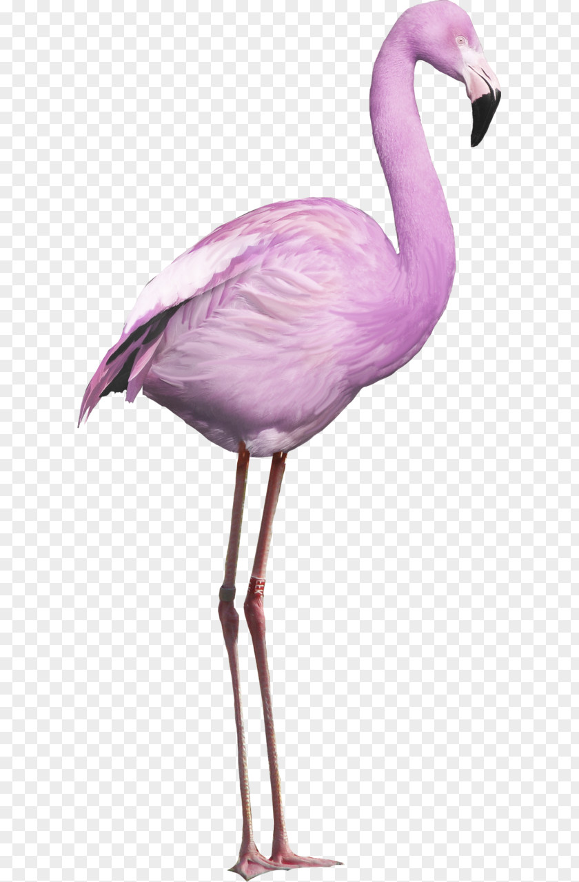 Bird Greater Flamingo American PNG