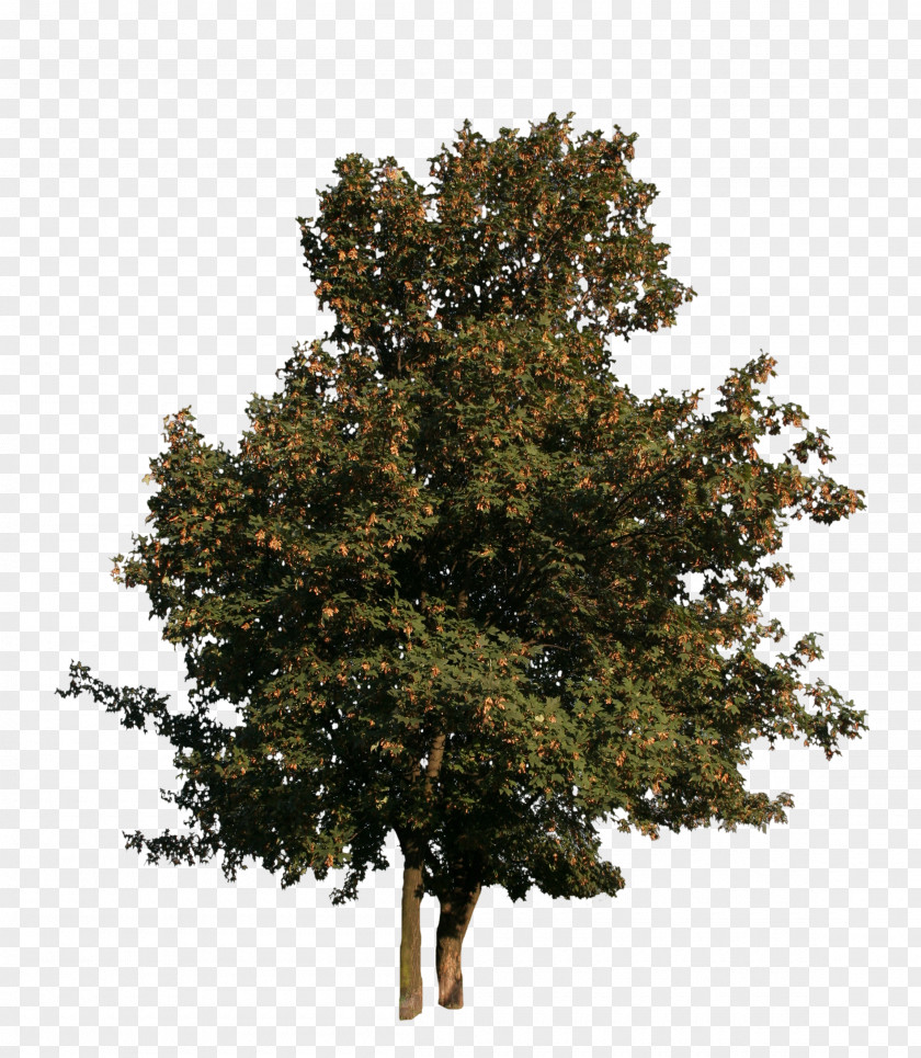 Cut Out Tree Woody Plant Maple Spruce PNG