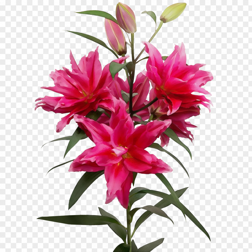 Floral Design PNG