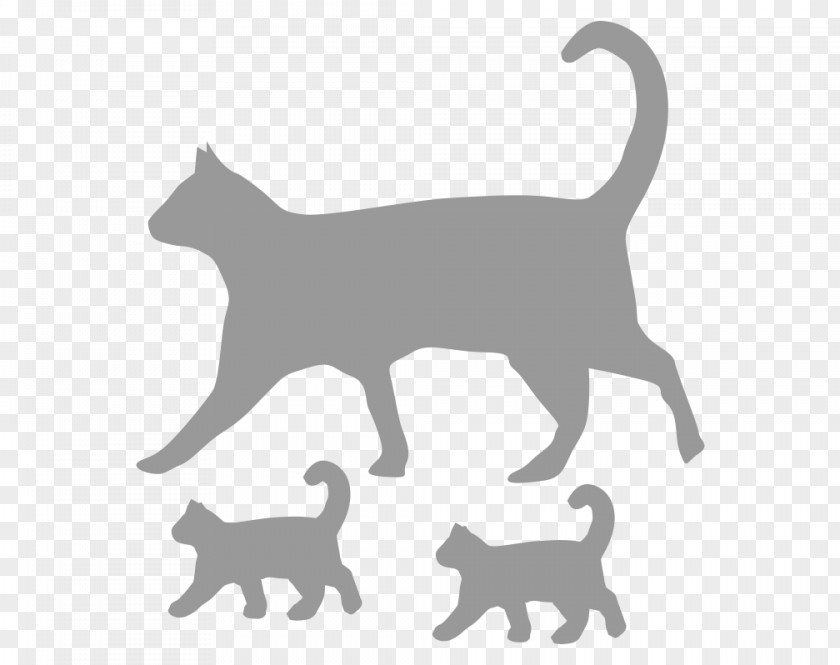 Kitten Whiskers Domestic Short-haired Cat Dog PNG