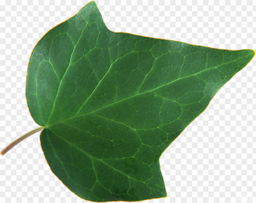 Leaf RAR Archive File Website PNG