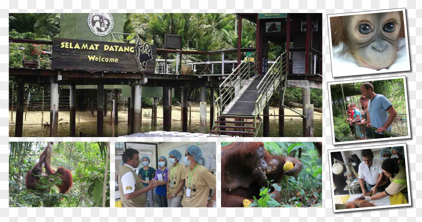 Orangutan Bukit Merah Orang Utan Island Foundation Laketown Resort Penang PNG