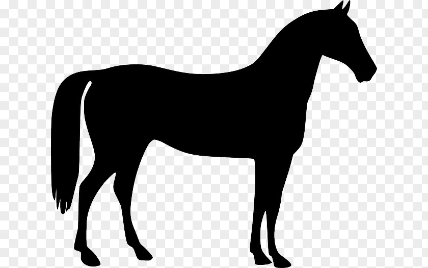Soldier Silhouette Mustang American Quarter Horse Stallion Pony PNG