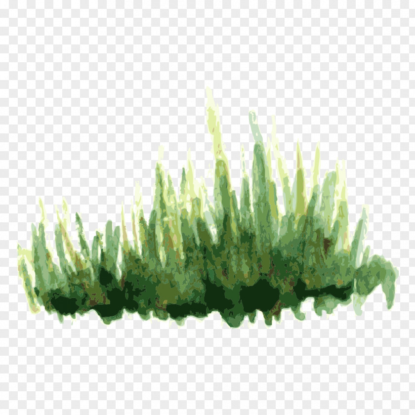 Tree,Trees Tree Plant PNG