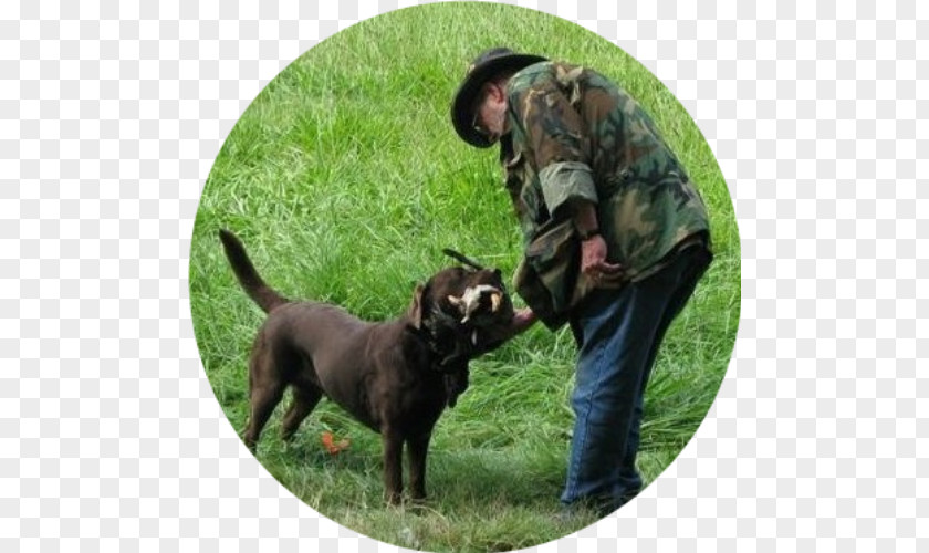 Two Yoo Project Sugar Man Labrador Retriever Hunting Dog Breed Obedience Training Author PNG