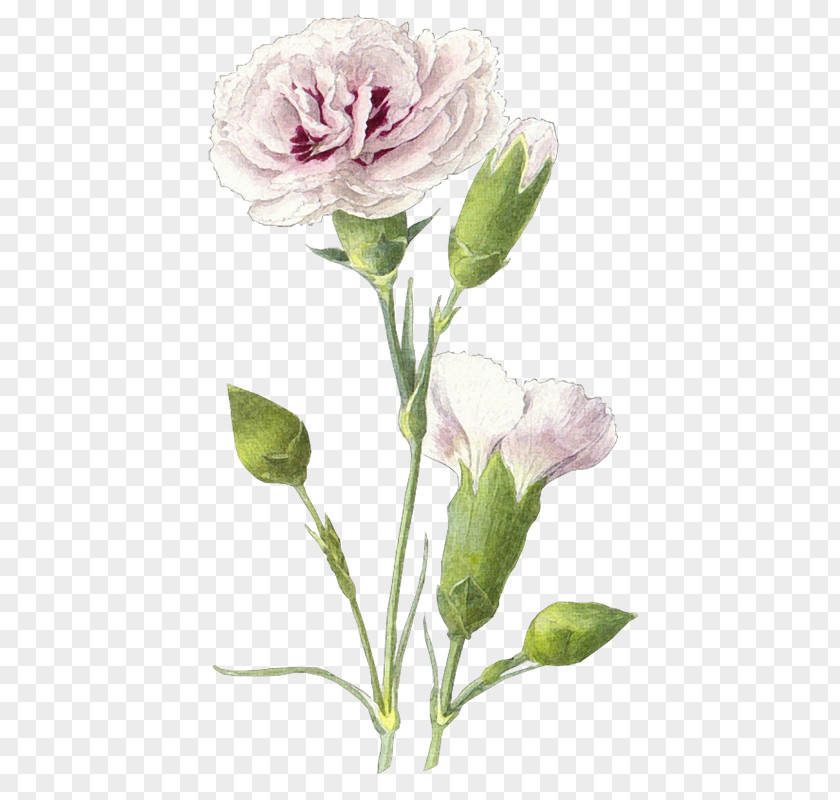 Victory Day Centifolia Roses Drawing Photography Clip Art PNG
