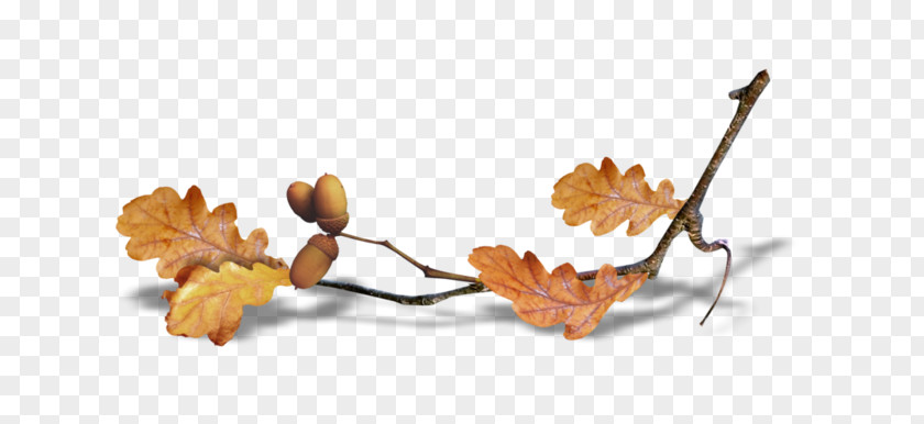 Autumn Summer Desktop Wallpaper Clip Art PNG