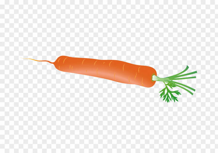 Carrot Euclidean Vector Radish PNG