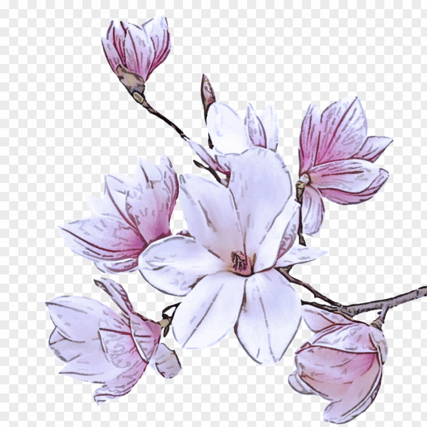 Cut Flowers Magnolia Family Flower Petal Plant Flowering Lilac PNG