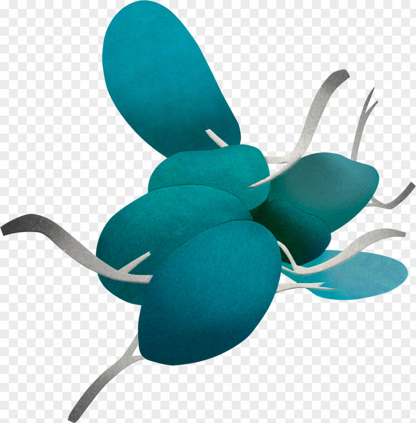 Insect Turquoise Pollinator PNG