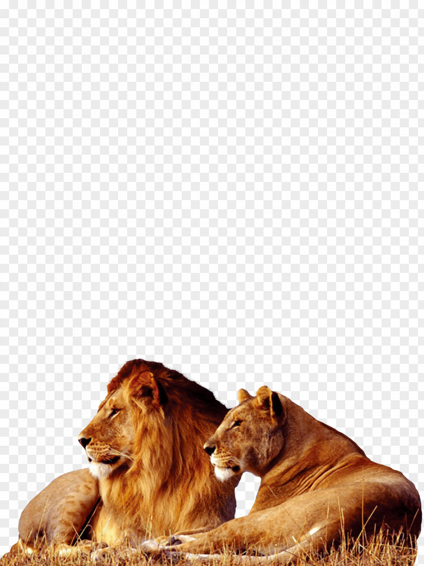 Lion Tiger Big Cat Wallpaper PNG