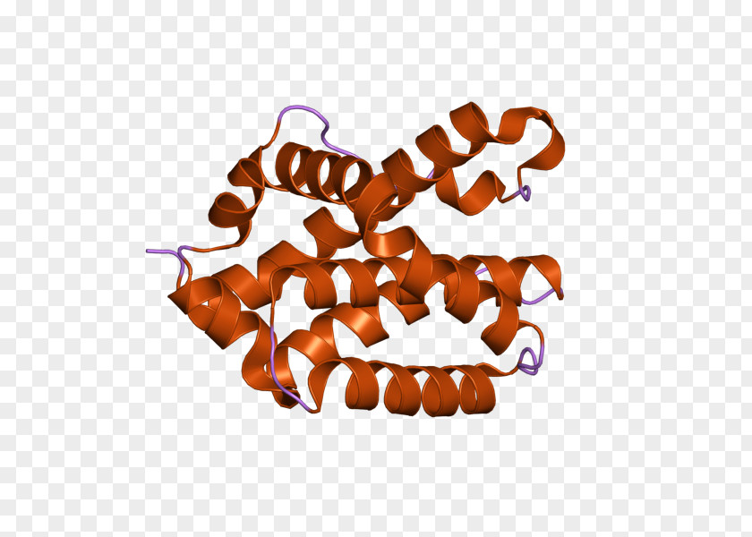 Bcl-2 Homologous Antagonist Killer Apoptosis Chromosome 6 Gene PNG
