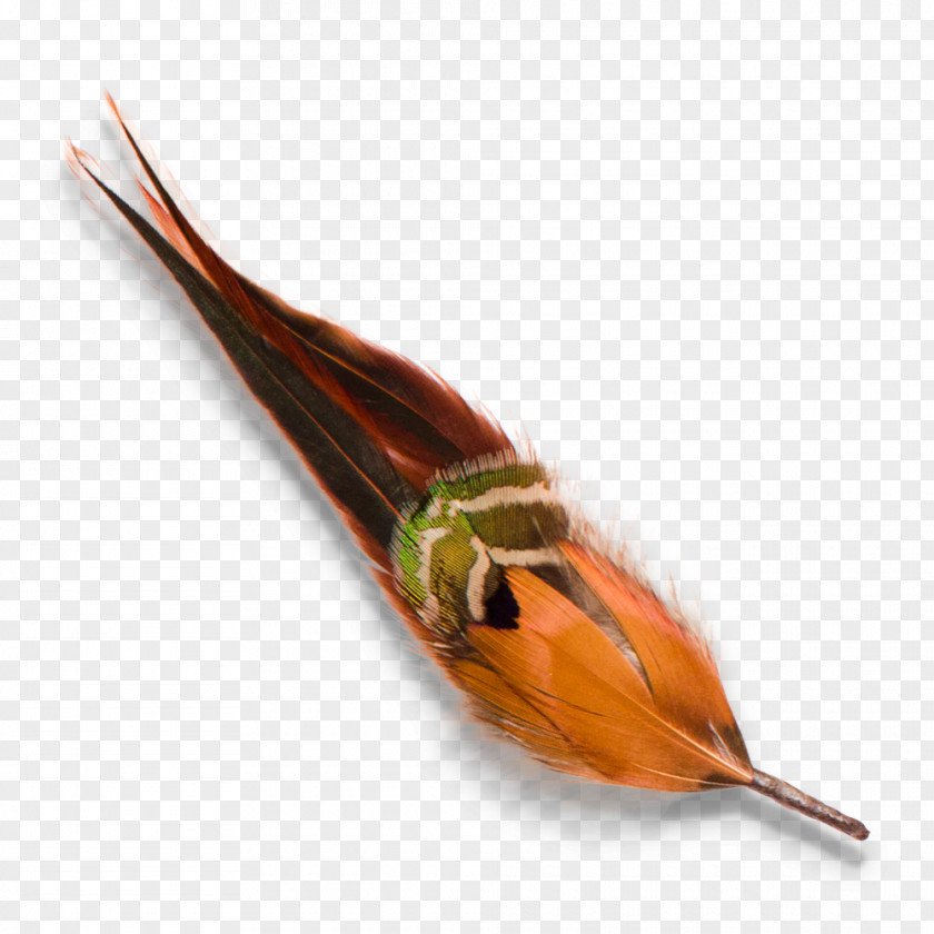 Chicken Feather Animal Source Foods PNG