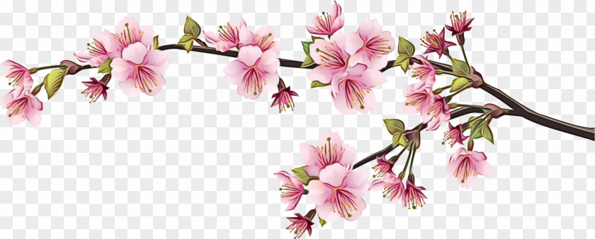 Cut Flowers Flowering Plant Cherry Blossom PNG