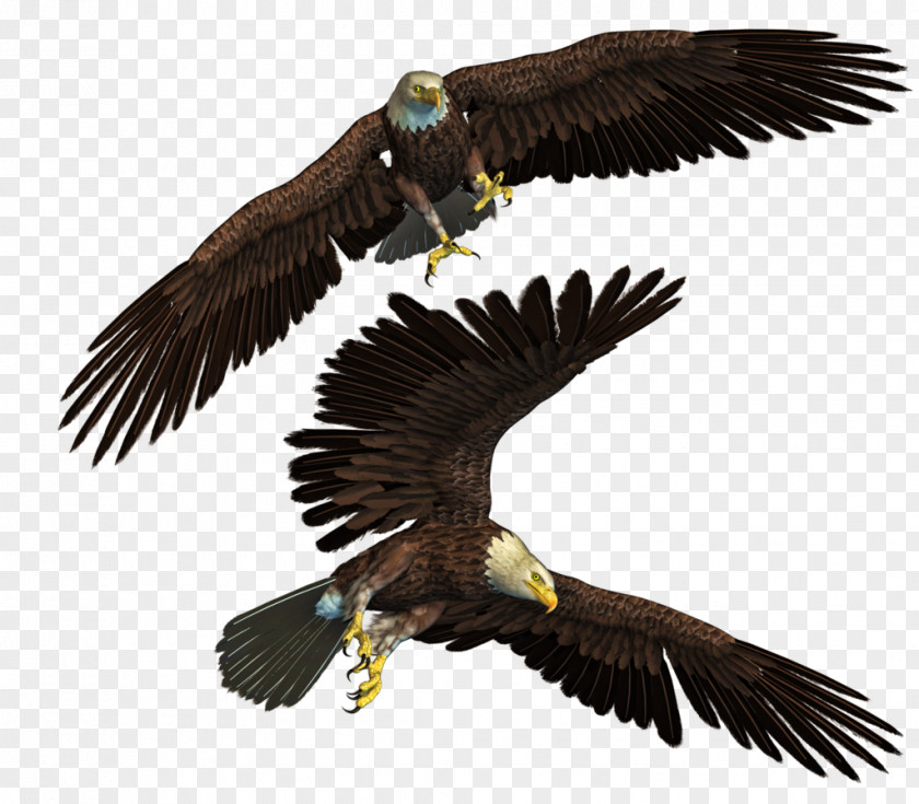 Eagle Bald Bird PNG