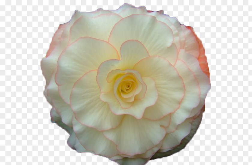 Flower Garden Roses Bouquet GIF Animation PNG
