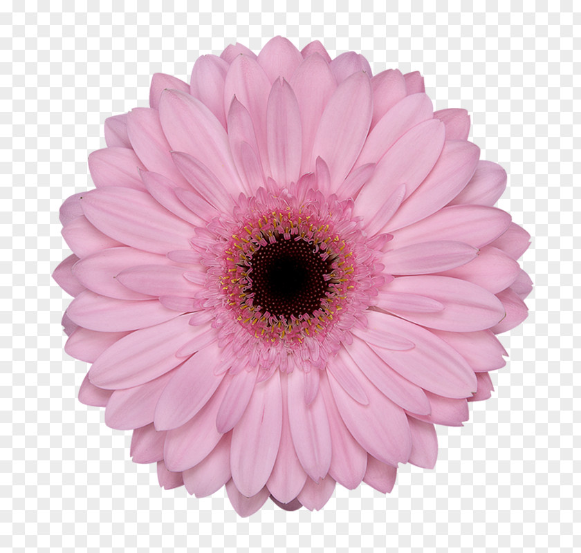 Flower Transvaal Daisy Cut Flowers Floristry Lilium PNG