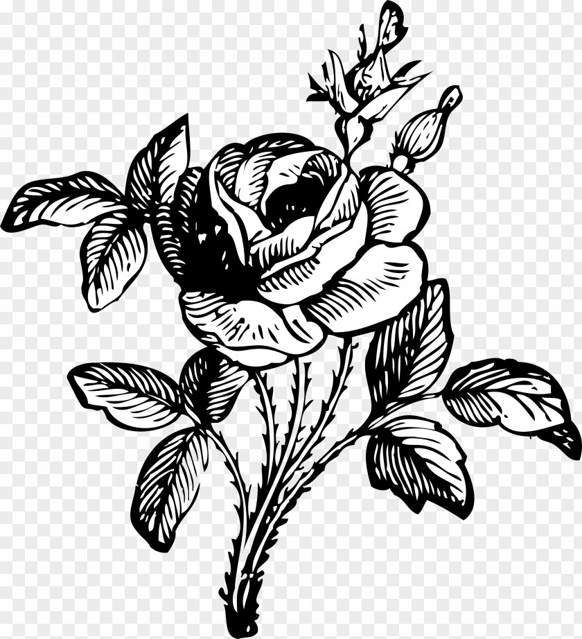 Black And White Rose Drawings Flower Drawing Clip Art PNG