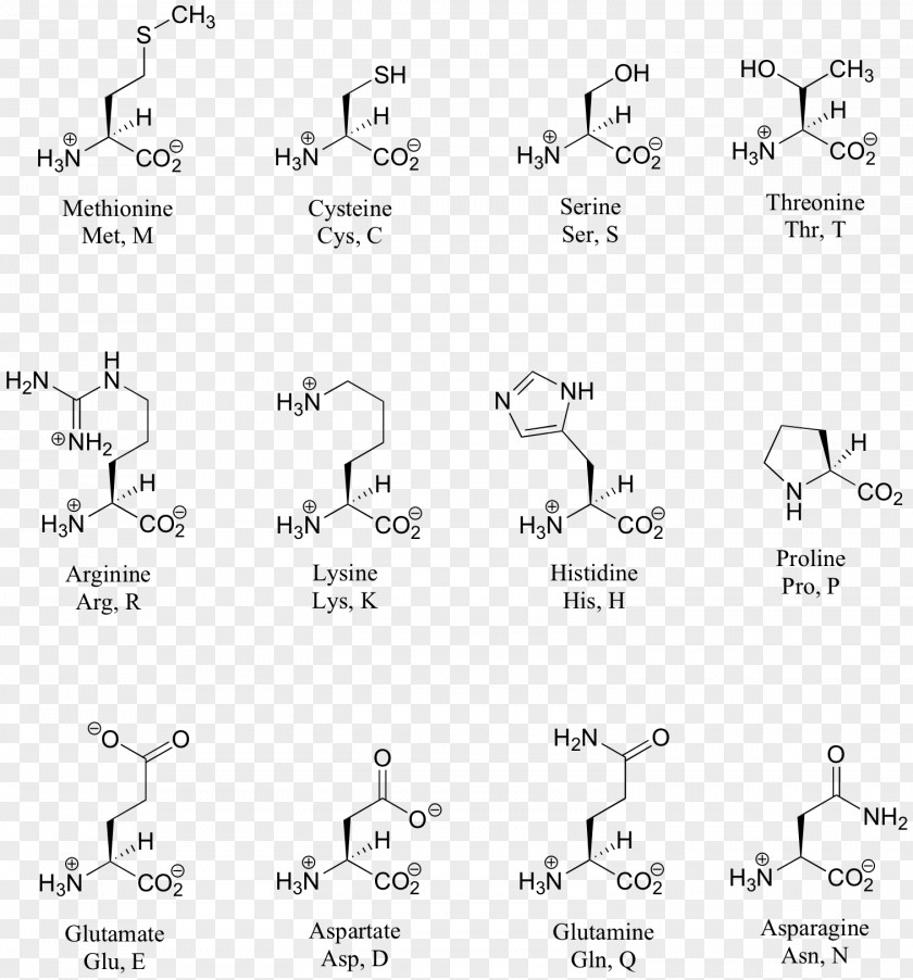 Emphasis Structure Chart Amino Acid PNG
