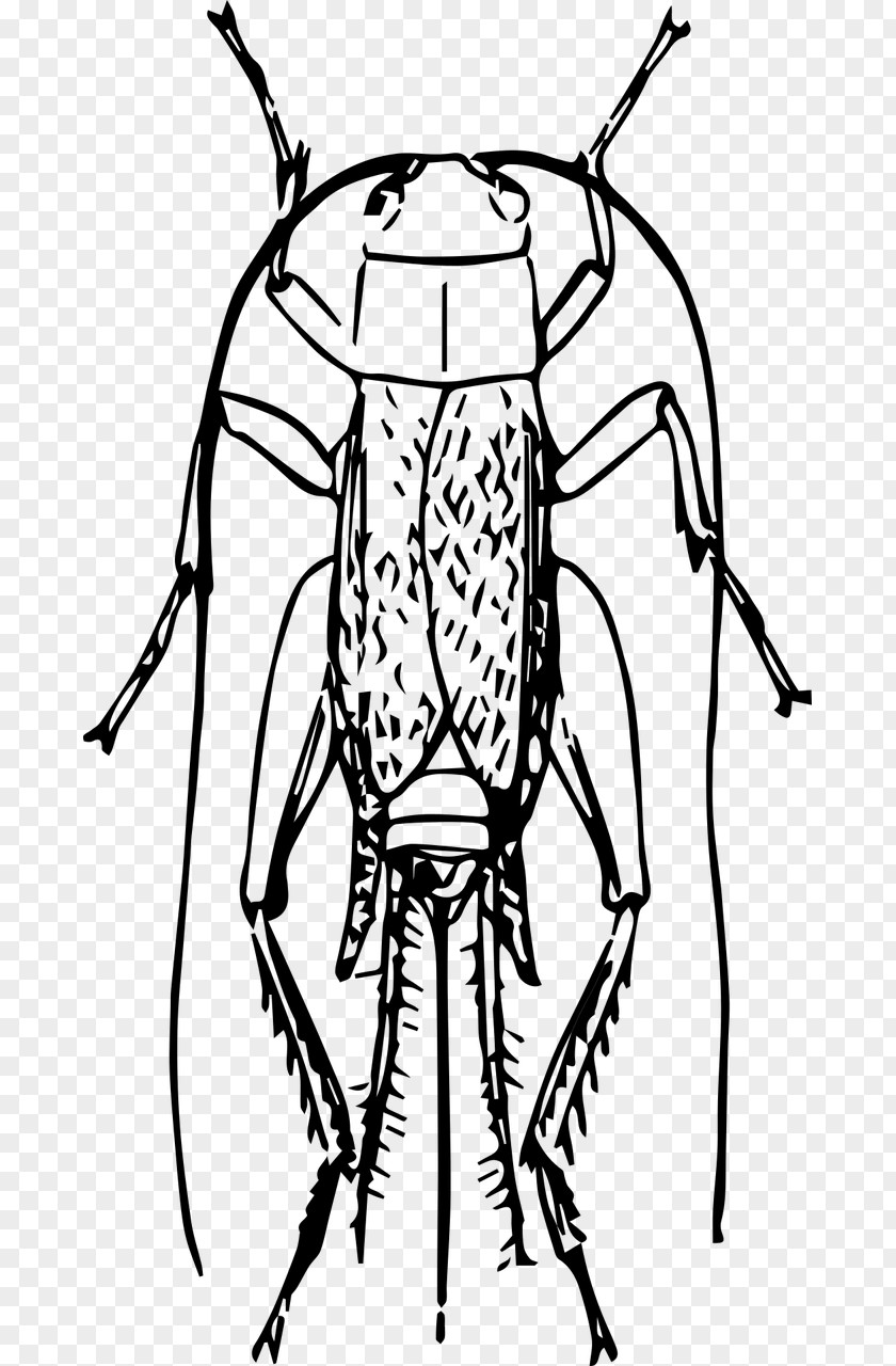 Insect Pharmore Pest Control Drawing Clip Art PNG
