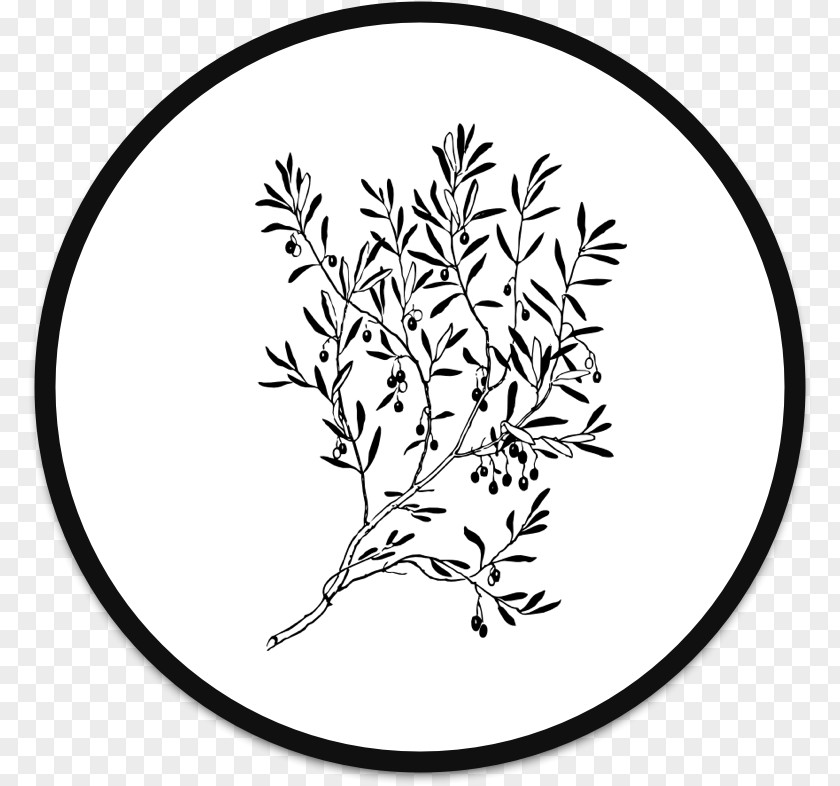 Olive Branch Clip Art PNG