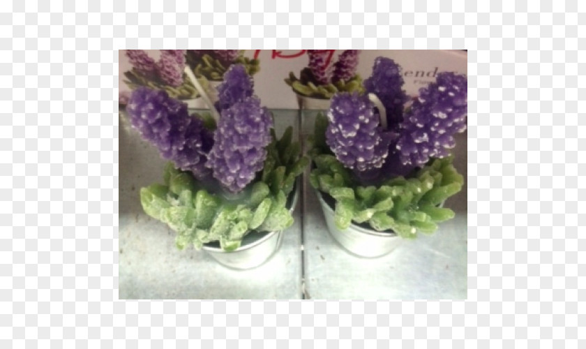 Violet Lavender Flowerpot Herbaceous Plant PNG