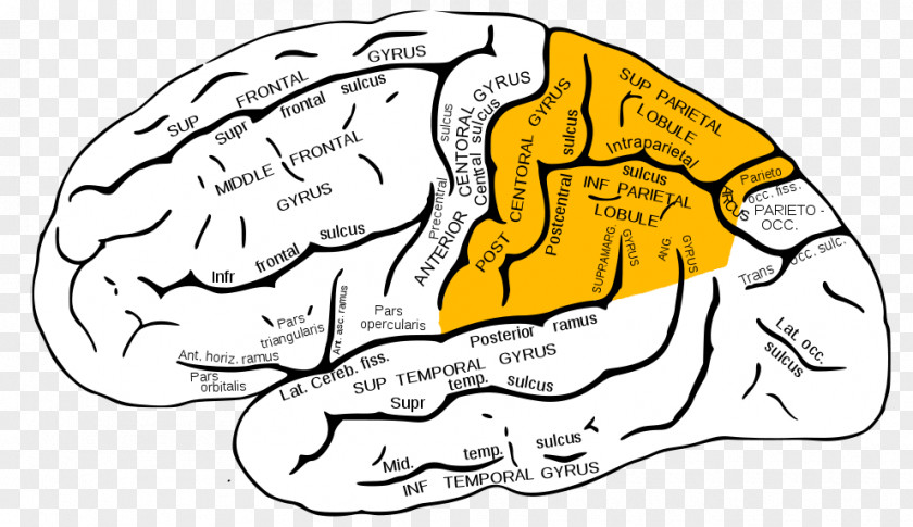 Brain Parietal Lobe Lobes Of The Temporal Frontal PNG