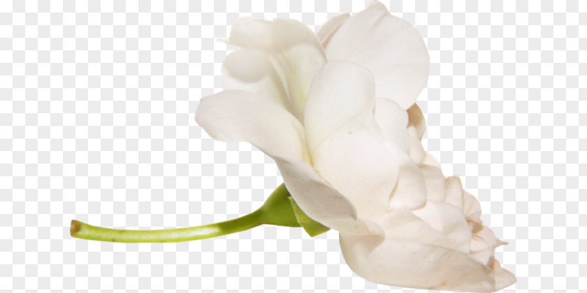 Digital Image Baltosios Rožės Download PNG