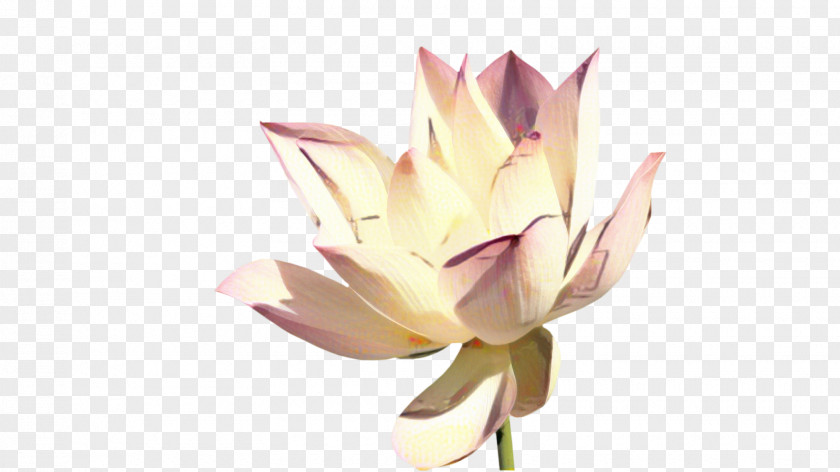 Magnolia Family Wildflower Lily Flower Cartoon PNG
