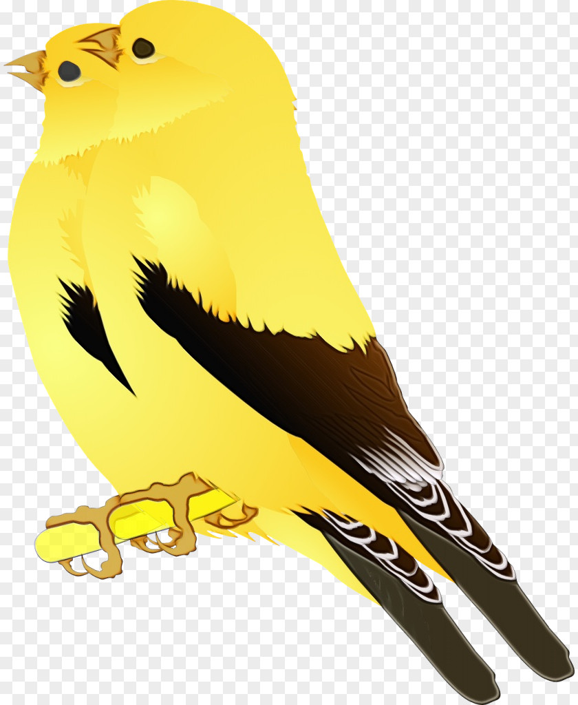 Old World Oriole Finch Bird Beak Atlantic Canary Yellow Songbird PNG
