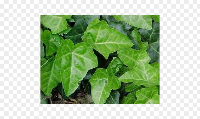 Plant Common Ivy Hedera Hibernica Vine Groundcover PNG
