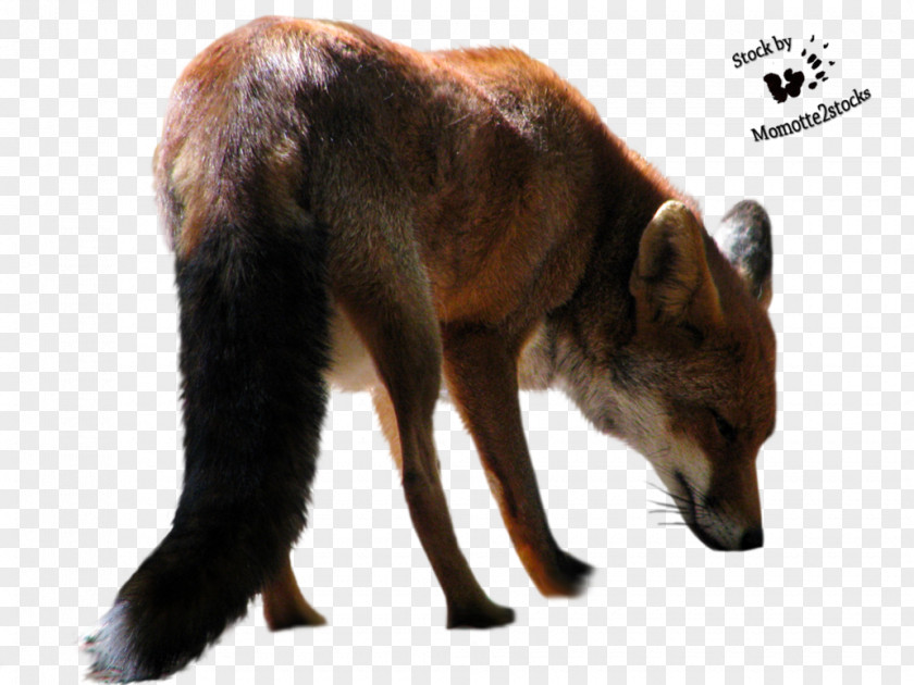 Fox Red Arctic Black Flying PNG