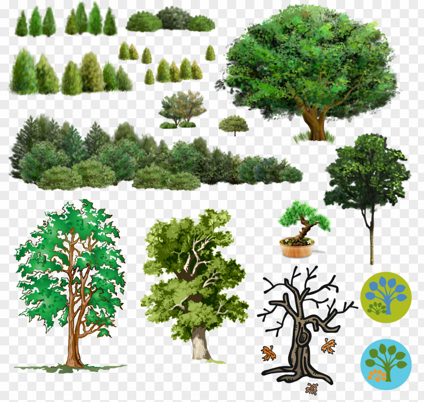 Walnut Tree Clip Art PNG